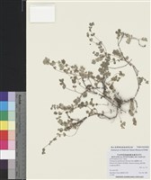 藏品(鵝鑾鼻大戟)的圖片